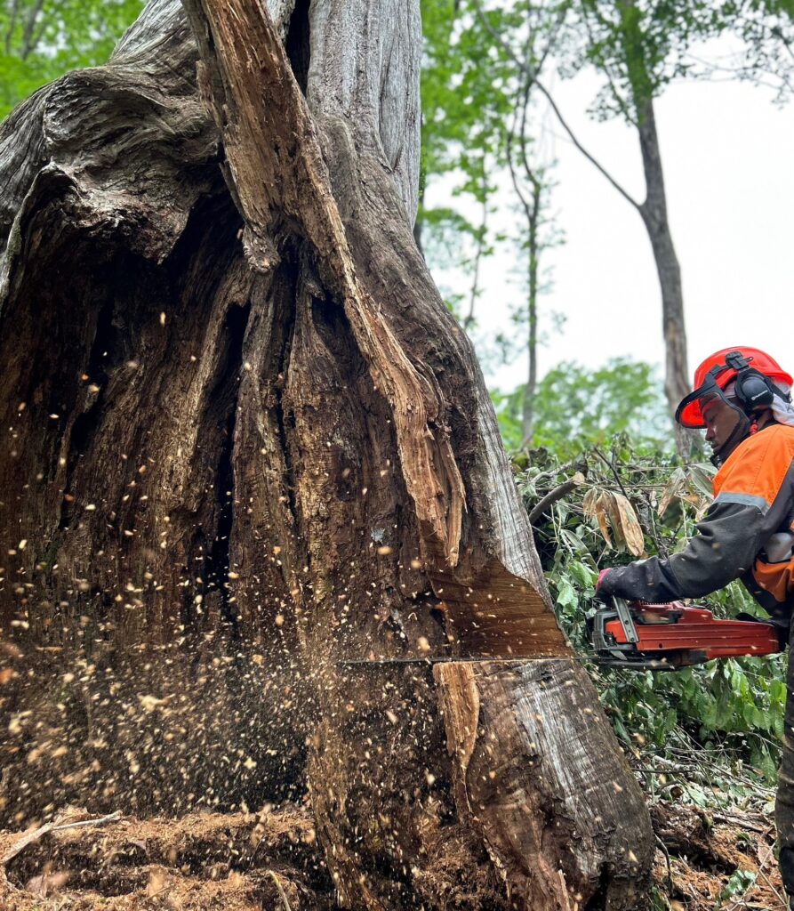 特殊伐採 巨木